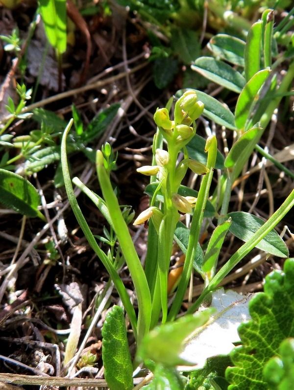 Chamorchis alpina  - Florence Chantepie