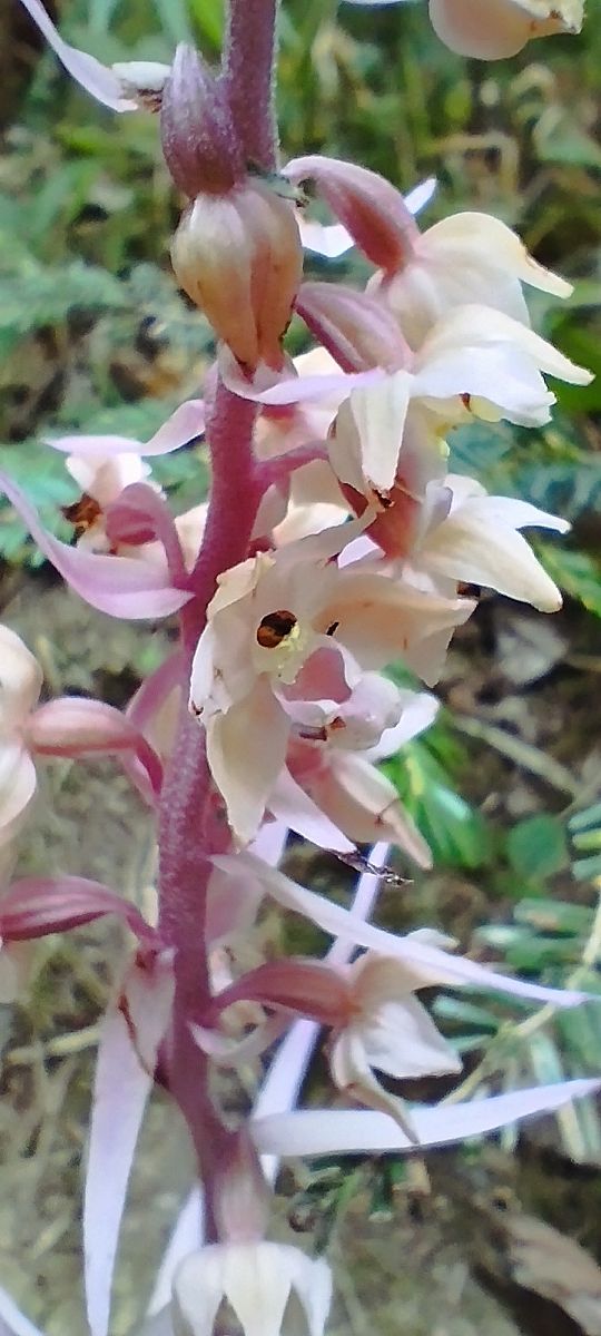 Epipactis purpurata f. rosea  - Anaïs Germain