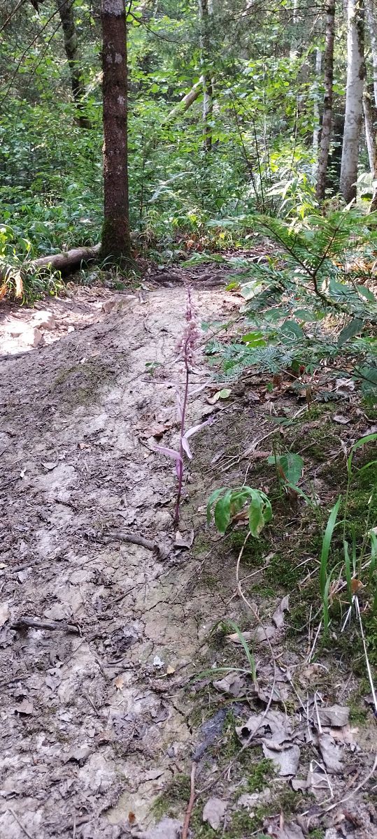Epipactis purpurata f. rosea  - Anaïs Germain