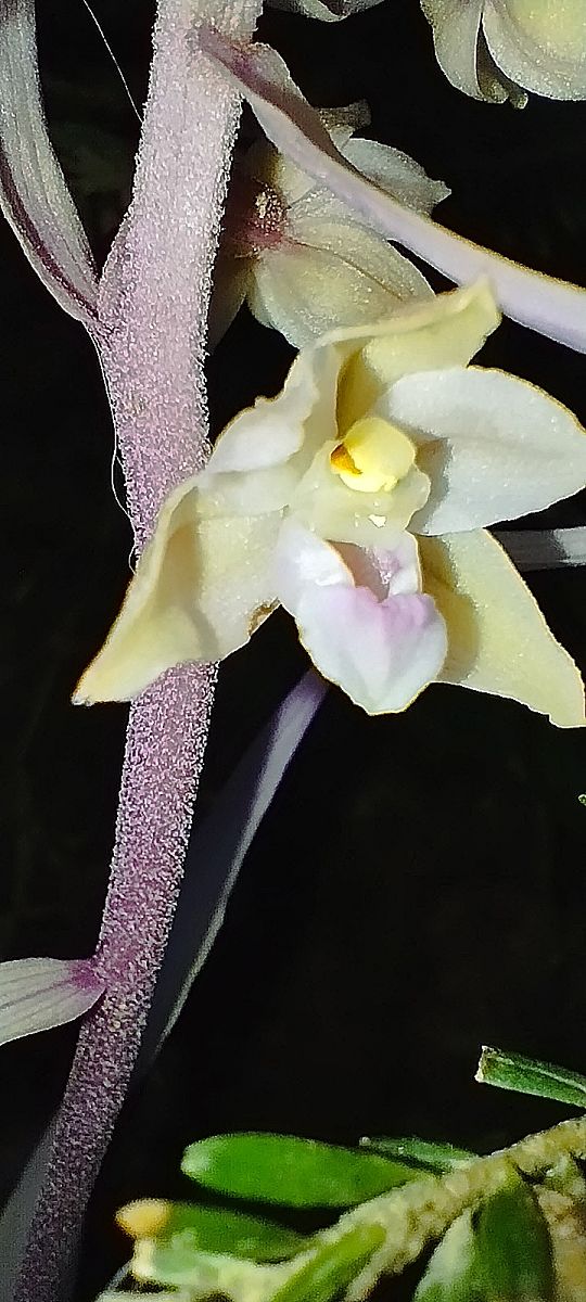 Epipactis purpurata f. rosea  - Anaïs Germain