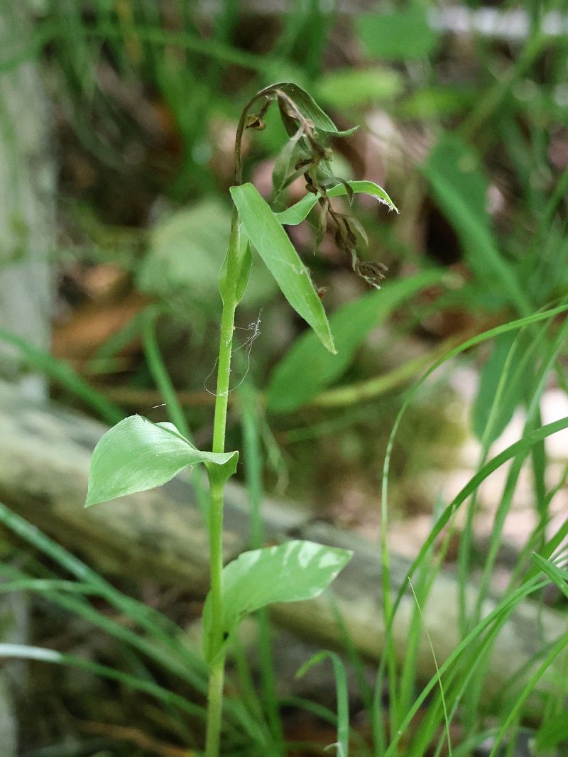 Epipactis fageticola  - Bernard Sonnerat
