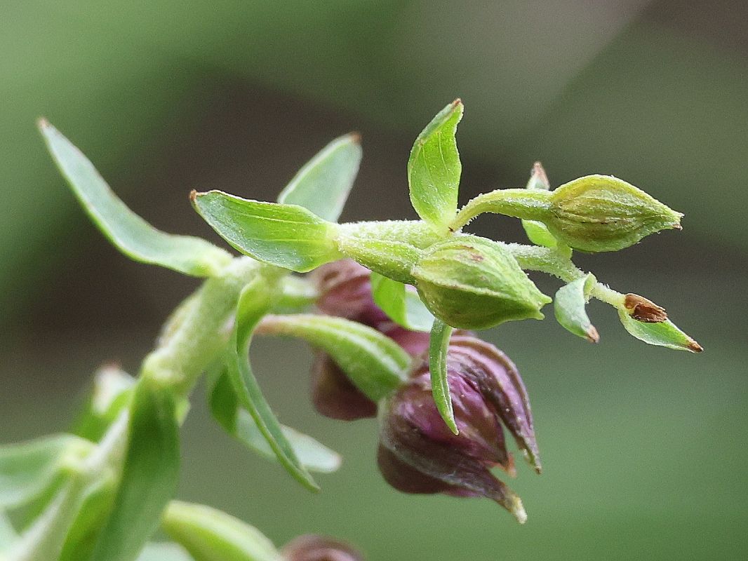 Epipactis placentina  - Bernard Sonnerat