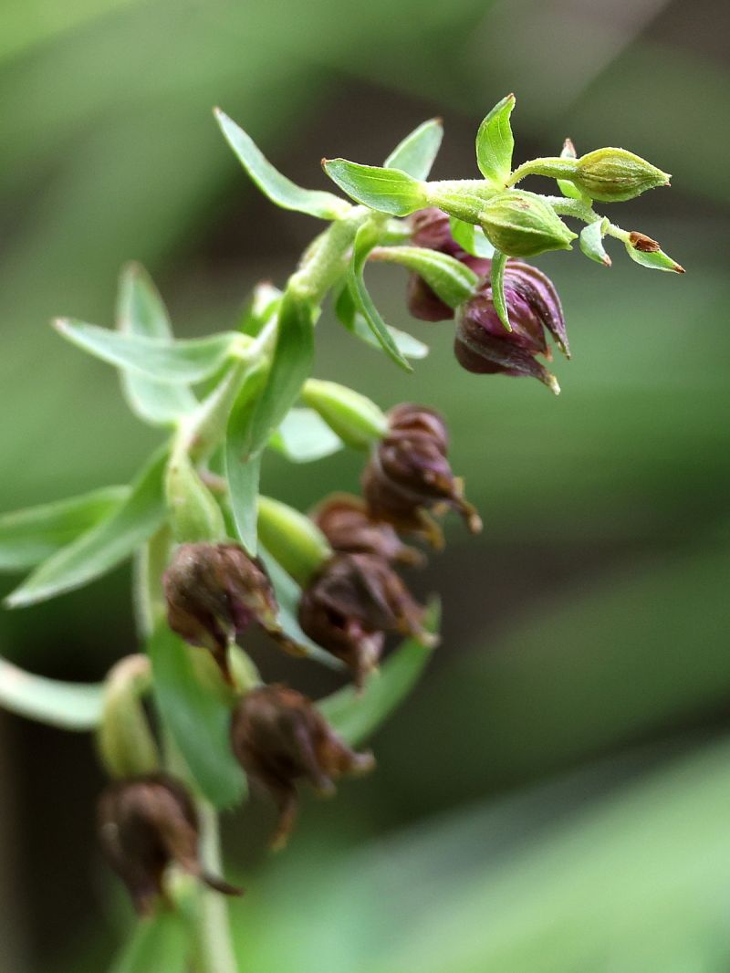 Epipactis placentina  - Bernard Sonnerat
