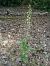 Epipactis helleborine 