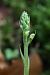Goodyera repens  - Ghislain Constans