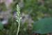 Goodyera repens (Goodyère rampante) © Ghislain Constans