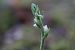 Goodyera repens  - Ghislain Constans