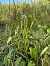 Spiranthes aestivalis (Spiranthe d'été) © Ghislain Constans