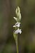 Spiranthes aestivalis  - Ghislain Constans