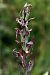 Dactylorhiza majalis  - Ghislain Constans