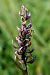 Dactylorhiza majalis (Orchis de mai) © Ghislain Constans