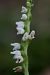 Goodyera repens (Goodyère rampante) © Ghislain Constans