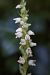 Goodyera repens (Goodyère rampante) © Ghislain Constans