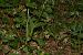 Epipactis helleborine var. minor  - Jean-Christophe Blanchard