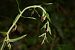 Epipactis helleborine var. minor (Petit Épipactis à larges feuilles) © Jean-Christophe Blanchard