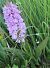 Dactylorhiza indet. group. incarnata  - Antoinette Fleixas