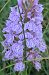 Dactylorhiza indet. group. incarnata  - Antoinette Fleixas