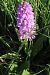 Dactylorhiza indet. group. incarnata (Orchis indéterminé du groupe incarnat) © Antoinette Fleixas