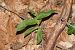 Epipactis helleborine  - Nicole Taillandier