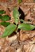 Epipactis helleborine  - Nicole Taillandier