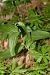 Epipactis helleborine  - Nicole Taillandier