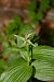 Epipactis helleborine  - Nicole Taillandier