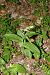 Epipactis helleborine  - Nicole Taillandier