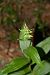 Epipactis helleborine (Épipactis à larges feuilles) © Nicole Taillandier