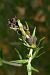 Epipactis helleborine  - Nicole Taillandier