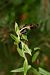 Epipactis helleborine  - Nicole Taillandier