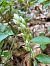 Goodyera repens (Goodyère rampante) © Nadine Duche