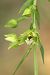 Epipactis muelleri  - Jean Valentin