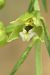 Epipactis muelleri (Épipactis de Mueller) © Jean Valentin