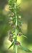 Epipactis helleborine (Épipactis à larges feuilles) © Jean Valentin