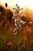 Platanthera bifolia (Platanthère à deux feuilles) © Frédéric Masson