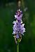 Dactylorhiza maculata (Orchis tacheté) © Frédéric Masson