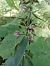 Epipactis helleborine  - Pascale Chevalier