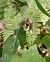 Epipactis helleborine (Épipactis à larges feuilles) © Pascale Chevalier