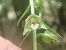 Epipactis leptochila  - Eliott Huguet