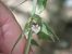 Epipactis leptochila  - Eliott Huguet