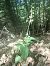 Epipactis leptochila  - Eliott Huguet