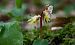 Epipactis palustris  - Jean Deschâtres