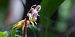 Epipactis palustris  - Jean Deschâtres