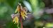Epipactis palustris  - Jean Deschâtres