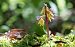 Epipactis palustris  - Jean Deschâtres