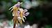 Epipactis palustris (Épipactis des marais) © Jean Deschâtres