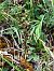Epipactis atrorubens  - Martine Oriella