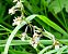 Epipactis palustris (Épipactis des marais) © Martine Oriella