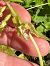 Epipactis muelleri  - Catherine Lamena