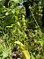 Epipactis muelleri (Épipactis de Mueller) © Catherine Lamena